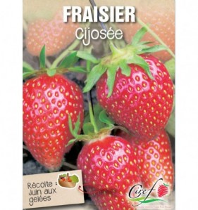 fraisier cijosee