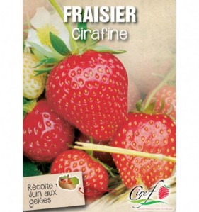 fraisier cirafine