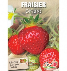 fraisier cirano