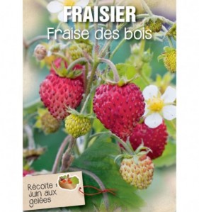 fraisier fraises des bois