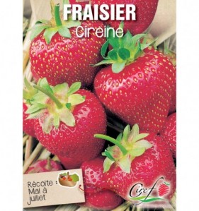 fraisier cireine