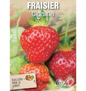 fraisier cigaline