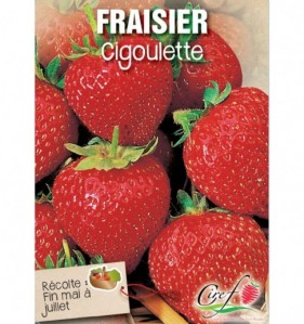 fraisier cigoulette