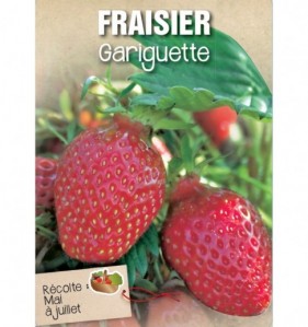 fraisier gariguette