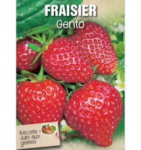 fraisier gento