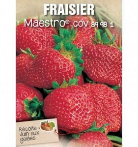 fraisier maestro