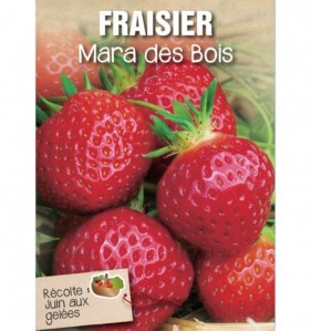 fraisier mara des bois