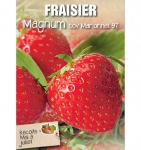 fraisier magnum