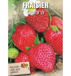 fraisier ostara