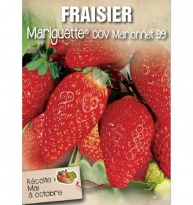 fraisier mariguette