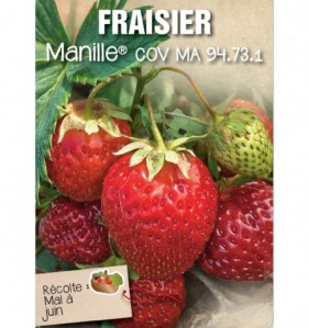 fraisier manille