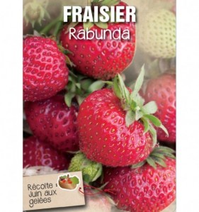 fraisier rabunda