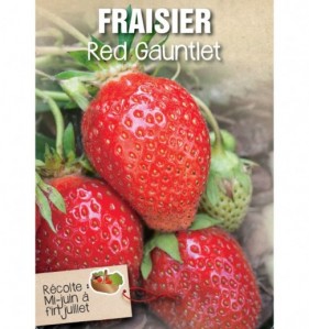 fraisier red gauntlet