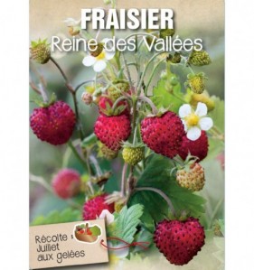 fraisier reine des vallees