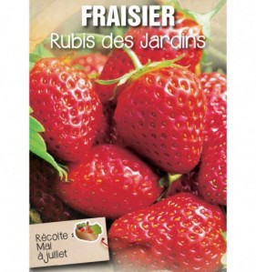 fraisier rubis des jardins