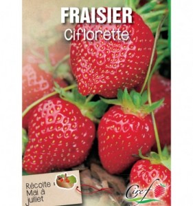 fraisier ciflorette