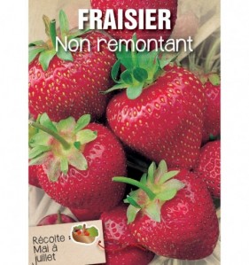 fraisier non remontant