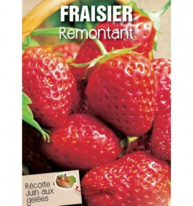 fraisier remontant