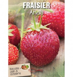 fraisier anaïs