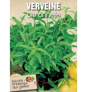 VERVEINE CITRONNELLE