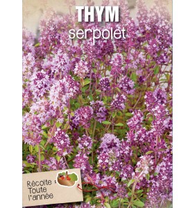 THYM SERPOLET