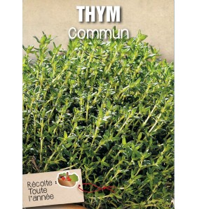 THYM COMMUN