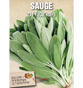 SAUGE OFFICINALE