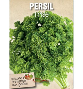 PERSIL FRISE