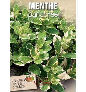 MENTHE PANACHEE