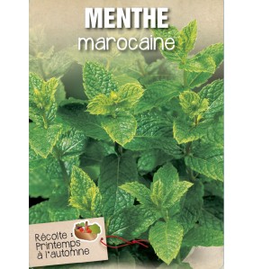 MENTHE MAROCAINE