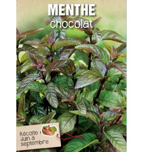 MENTHE CHOCOLAT