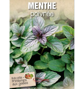 MENTHE POIVREE