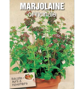 MARJOLAINE OFFICINALE