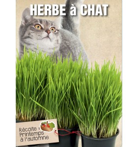 HERBE A CHAT