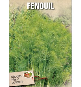 FENOUIL