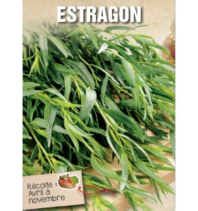 ESTRAGON