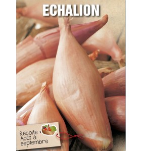 ECHALION