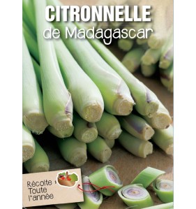 CITRONNELLE DE MADAGASCAR