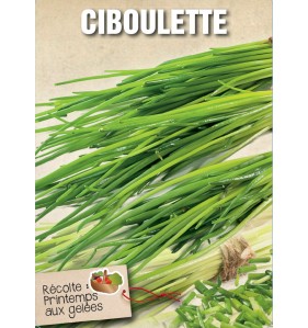 CIBOULETTE