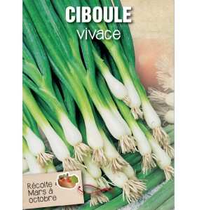 CIBOULE