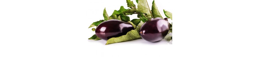 Aubergine