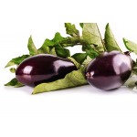 Aubergine