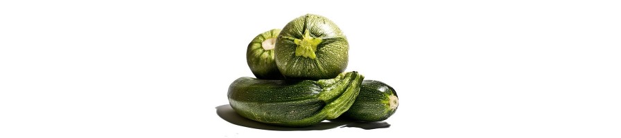 Courge / Courgette