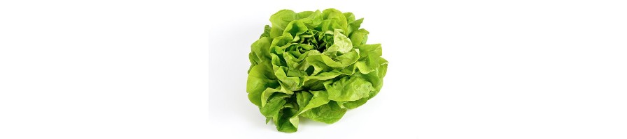 Salade